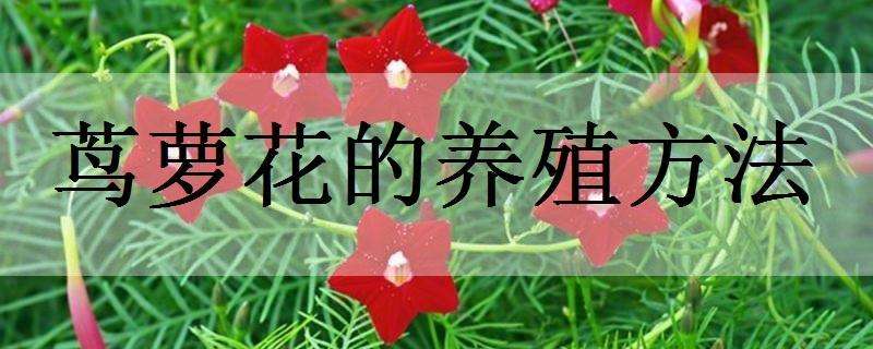 茑萝花的养殖方法 茑萝花好养吗