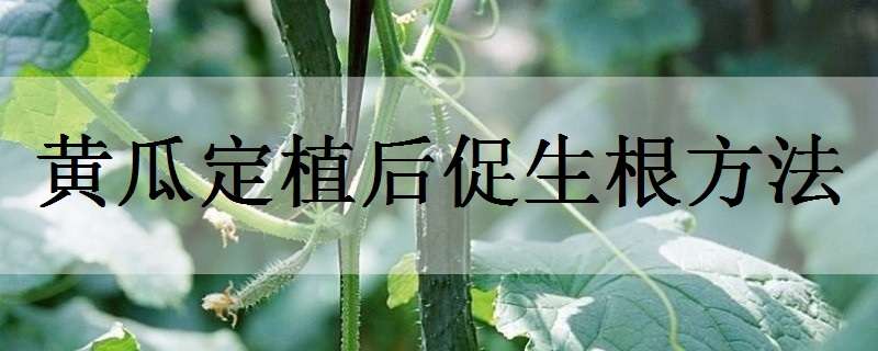 黄瓜定植后促生根方法（黄瓜定植后促生根方法是什么）