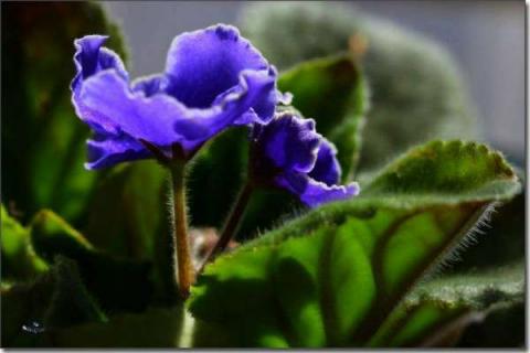 紫罗兰夏季种植方法 紫罗兰夏季种植方法视频