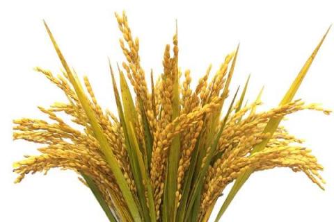 水稻钾肥的正确使用方法及注意事项 水稻钾肥的正确使用方法及注意事项有哪些