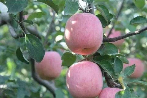 苹果树施钾肥最佳时间 注意事项有哪些