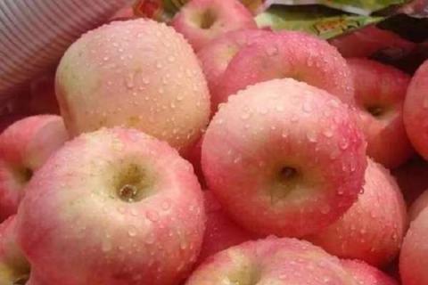 苹果树施钾肥最佳时间 注意事项有哪些