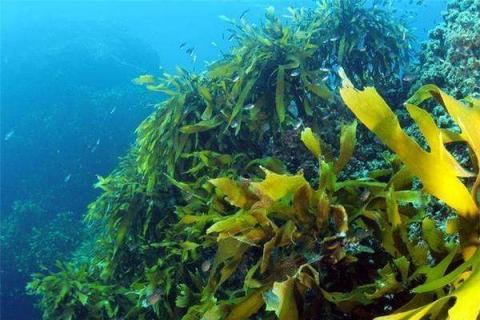 海藻肥的施用方法 海藻肥使用方法