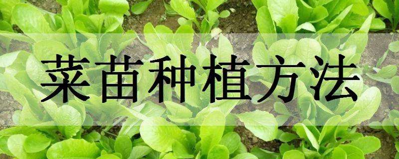 菜苗种植方法（菜苗怎么栽）