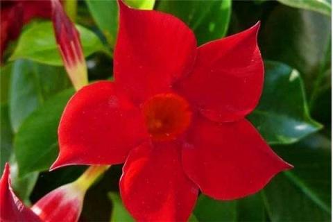 飘香藤和红蝉花的区别 飘香藤和红蝉花的区别与功效