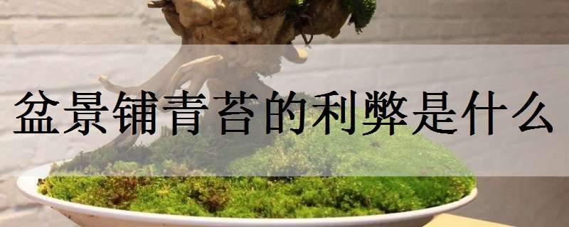 盆景铺青苔的利弊是什么