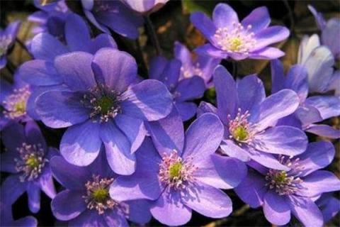 紫罗兰为什么叫紫罗兰 紫罗兰为什么叫紫罗兰花