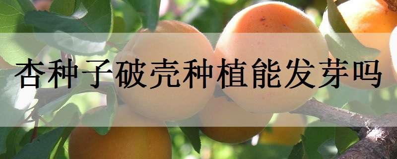 杏种子破壳种植能发芽吗 杏种子破壳种植能发芽吗
