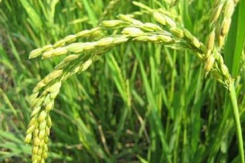 金粳818对下年水稻有影响吗 金粳818稻是禁止种植吗