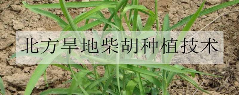 北方旱地柴胡种植技术（北方旱地柴胡种植技术要求）