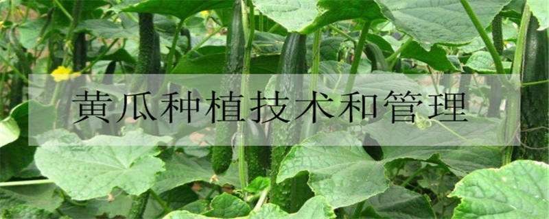 黄瓜种植技术和管理方法是什么（黄瓜种植与管理技术）