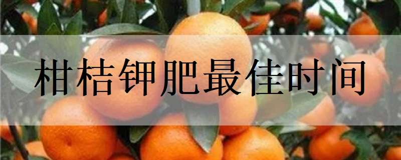 柑桔钾肥最佳时间（柑桔施肥最佳时间）