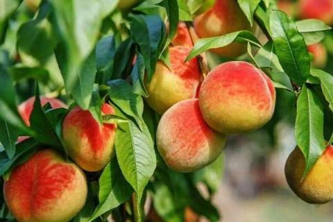 桃核种出来的桃树能长桃吗 桃核种出来的桃树能长桃吗图片
