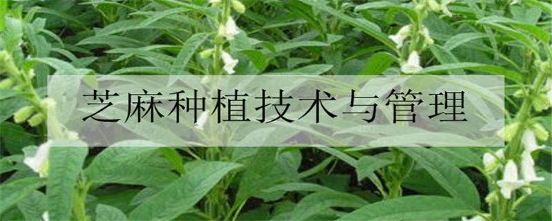 芝麻种植技术与管理方法是什么（芝麻种植技术与管理方法是什么样的）