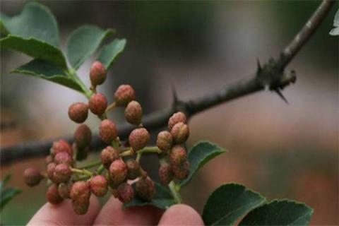 花椒树几月剪枝 花椒树几月剪枝为好