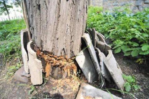 树皮削一圈多久会死 原因是什么