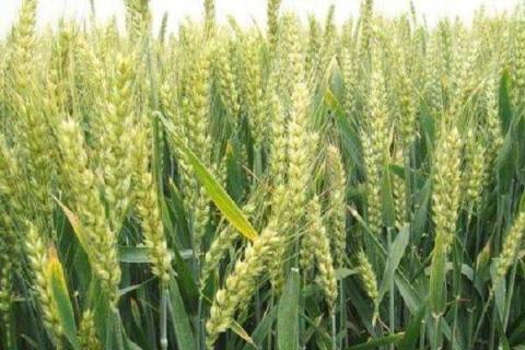 单粒小麦和二粒小麦区别 有什么不同