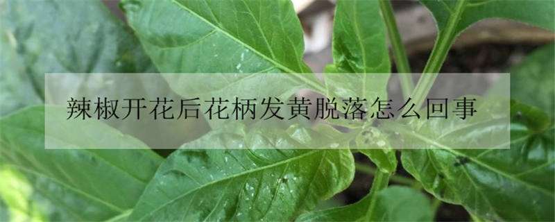 辣椒开花后花柄发黄脱落怎么回事 辣椒开花后花柄就掉了