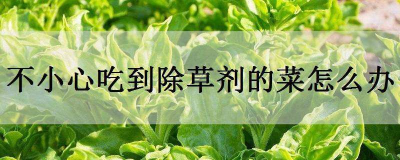 不小心吃到除草剂的菜怎么办 吃了除草剂的菜怎么办