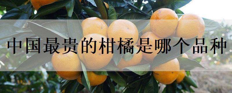 中国最贵的柑橘是哪个品种 中国最贵的柑橘是哪个品种的