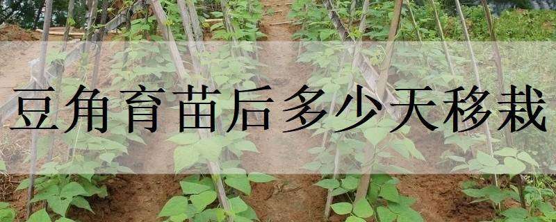 豆角育苗后多少天移栽 豆角种植多久出苗