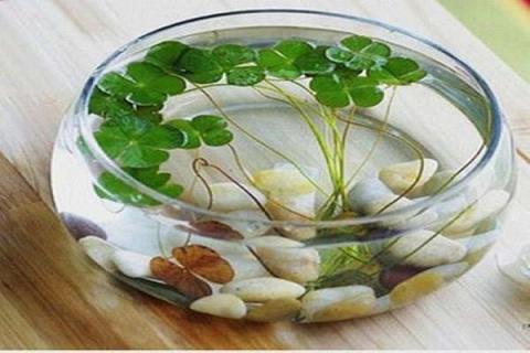 玻璃鱼缸养睡莲的养殖方法 玻璃鱼缸养睡莲的养殖方法和技巧