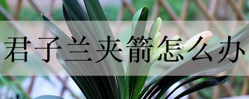 君子兰夹箭怎么办（君子兰夹箭怎么办小妙招图片）