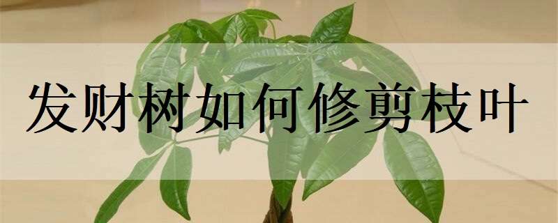 发财树如何修剪枝叶 发财树如何修剪枝叶视频