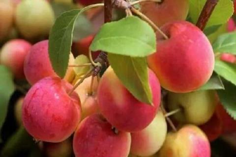 楸子树是什么树 楸子果实的营养价值