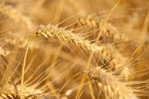 冬小麦拔节期怎么追肥（冬小麦播种后多少天除草效果好?）