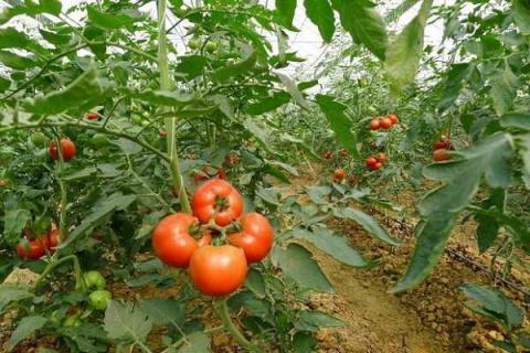 番茄点花的窍门 番茄打尖去叶的方法