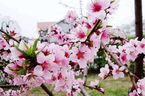 桃花开花时间是几月份（桃花开花时间是几月份开的）