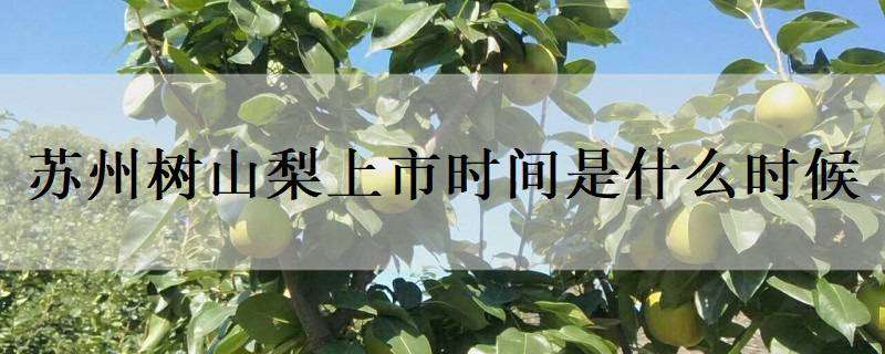 苏州树山梨上市时间是什么时候（苏州树山梨多少钱一斤）