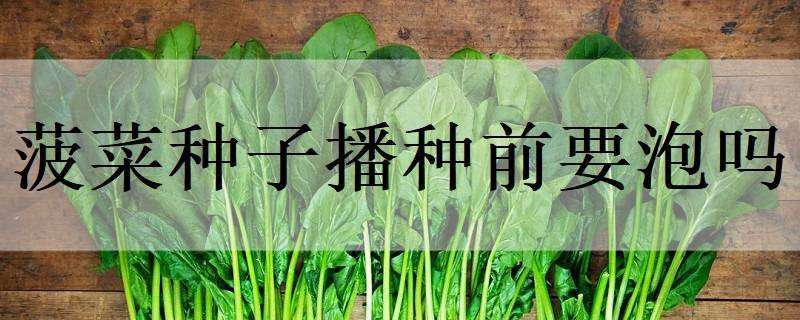 菠菜种子播种前要泡吗（播菠菜种子需要覆土吗）