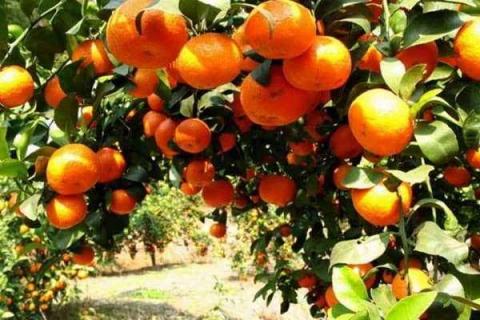 砂糖橘树种植方法及最佳种植时间 砂糖橘树怎么养殖