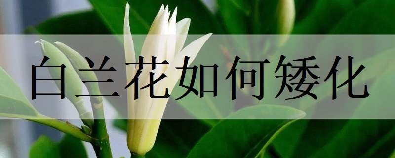 白兰花如何矮化（兰花怎么矮化）