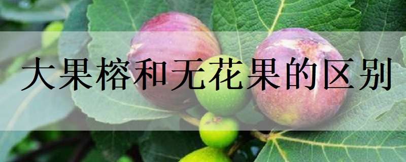 大果榕和无花果的区别（大果榕和无花果的区别图片）