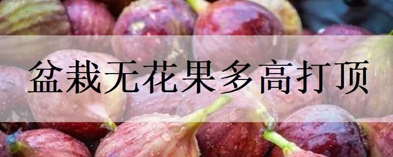 盆栽无花果多高打顶