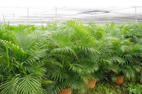 室内观赏价值高的盆景植物有哪些（室内观赏价值高的盆景植物有哪些品种）