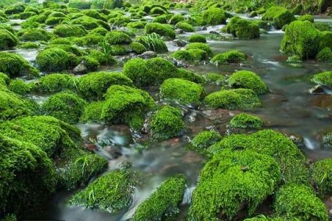 水中青苔怎么快速清除（水中青苔怎么快速清除掉）