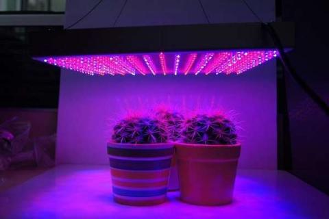led植物补光灯真的有用吗 led灯给植物补光好吗