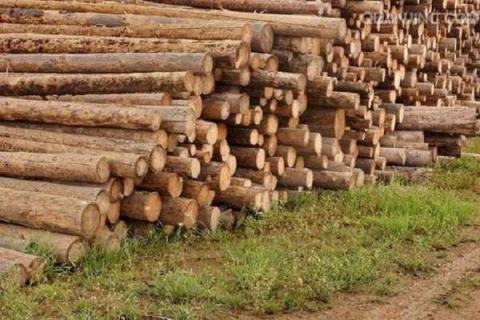 砍下的树怎么防止开裂 木材的种类有哪些