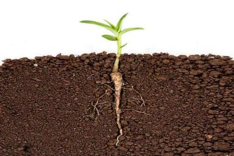 植物是如何保护土壤的 植物是如何保护土壤的 三年级科学