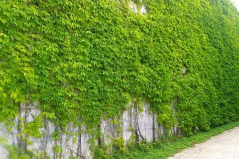 种什么绿植做院子围墙 五种常见爬墙绿植