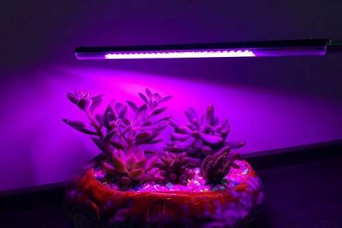 led植物补光灯真的有用吗