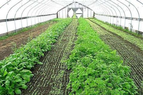 大棚蔬菜种植技术 有哪些优势
