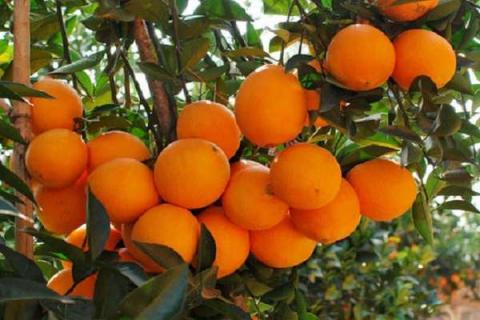脐橙的花期是什么时候 脐橙花期是几月份