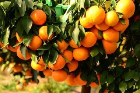 柑橘树干蛀虫用啥药 树干蛀虫用什么农药