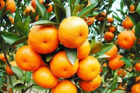 柑橘树干蛀虫用啥药 什么时候可以喷矿物油