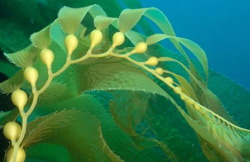 世界上最巨大的藻类的是什么 巨藻是世界上最大的海藻吗